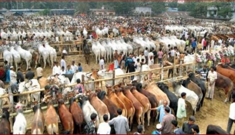 পশুর হাটের সংগ্রহীত ছবি।